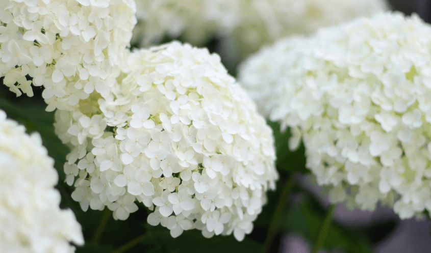 HORTENSIA