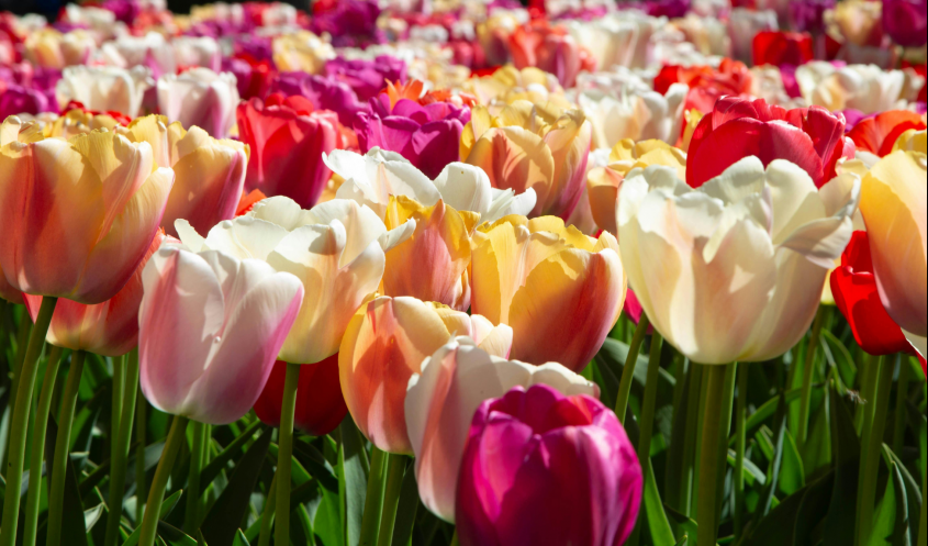 PLANTERA VÅRENS BLOMNING
