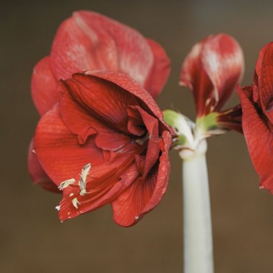 Amaryllis