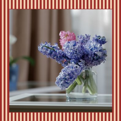 Glas Hyacinter / Amaryllis