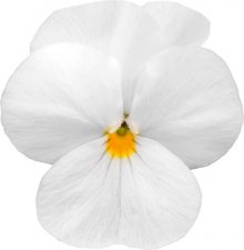 Viola wittrockiana EVO® White Impr.