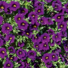 Småpetunia, Million Bells, Stickling 3-pack