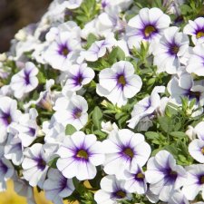 Calibrachoa MiniFamous ® Neo Light Blue Vein