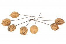 Valnöt Stick Tråd Natur 3cm