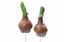 Blomsterlök Stick Brun/grön 9,5cm