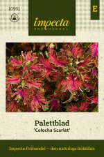 Palettblad, Colocha Scarlet