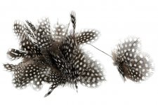 Fjäder Pärlhöns 12-pack