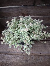 Sedum pellucida Little Missy, Liten Kärleksört
