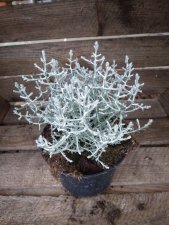 Calocephalus brownii, Silvergirlang