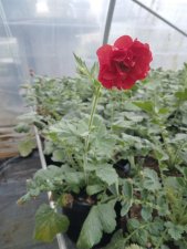 Geum hybr. Firestarter,Trädgårdsnejlikrot