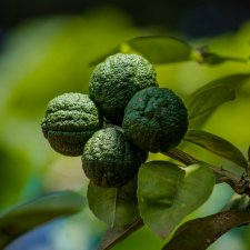 Citrus hystrix, Kaffirlime
