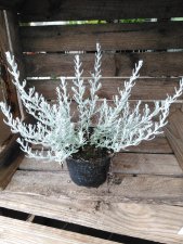 Helichrysum silvio, Curryeternell