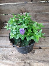 Gentiana Luis Easy Blue, Höstgentiana