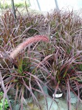 Cenchrus (Pennisetum) advena Rubrum, Lampborstgräs