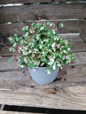 Oxalis vulcanicola Nordlys, Oxalis