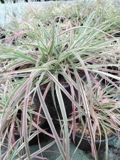 Cenchrus (Pennisetum) advena Cherry Sparkler, Lampborstgräs