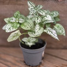 Hypoestes White