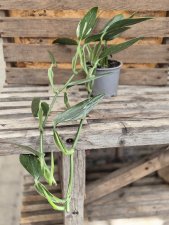 Philodendron Cobra