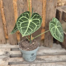 Anthurium clarinervium