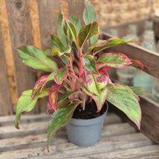 Aglaonema 'King of Siam'