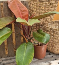 Philodendron Prince of Orange