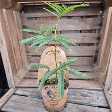 Cojoba Arborea
