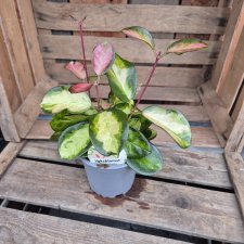 Hoya carnosa Tricolor