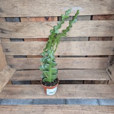 Fishbone, Epiphyllum Anguliger