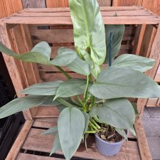 Philodendron Grey