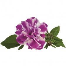 Petunia, Stickling, Amarena Twist