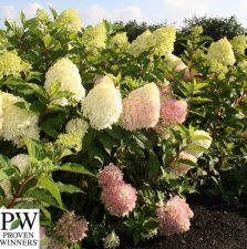 Hydrangea paniculata Pinkachu ®, Syrénhortensia, C5