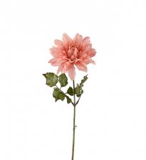 Dahlia Rosa 45cm