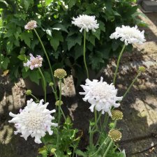 Scabiosa columbaria White Flutter ®, Fältvädd, C11cm
