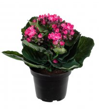 Kalanchoe Mörkrosa 20cm, Konstgjord