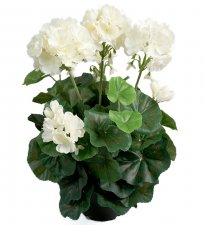 Pelargon 35cm Vit