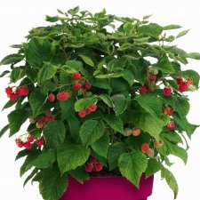 Rubus idaeus Lucky Berry ®