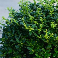 Ilex crenata Soft Touch