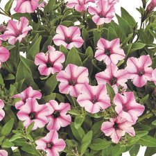 Petunia, Stickling, Supertunia Mini Vista® Pink Star 3-pack