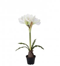 Amaryllis Vit 50cm, Konstgjord