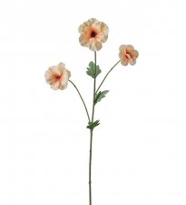 Japansk Ranuncel Persika 62cm