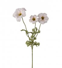 Fjärilsranuncel Creme 54cm