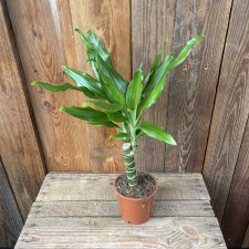 Dracaena fragrans Steudneri