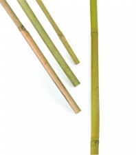 Bambukäpp 100cm 10-pack
