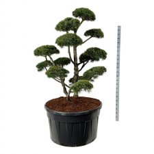 Pinus mugo Gnom