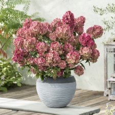 Hydrangea paniculata Petite Star ®