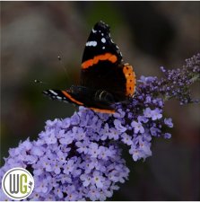 Buddleja davidii Glass Slippers ®, Syrenbuddleja, Fjärilsbuske, C5