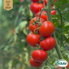Tomat, Växthus-, Moneymaker Ekologisk