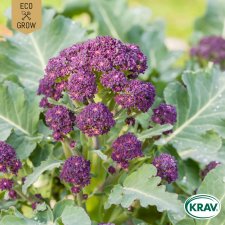Broccoli-, Vinter Purple Sprouting, Ekologisk