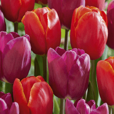 Tulipa gesneriana Powerful