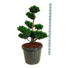 Japansk Ädelcypress Bonsai